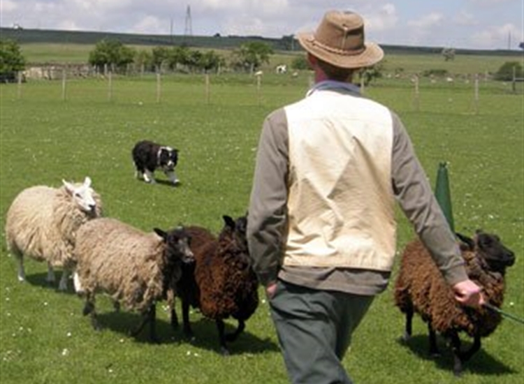 sheepdog training